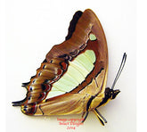 Polyura athamas acuta (Philippines)